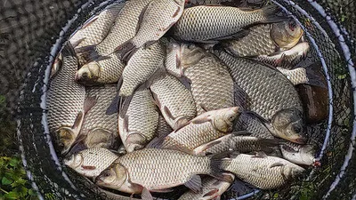 가을 대물낚시 본격적으로 시작이 되었습니다 