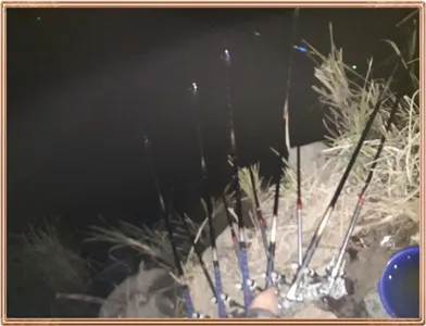 진위천 조황 소식