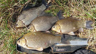 4짜와 대물마릿수들~