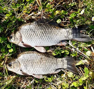 떠나가는 가을-막바지 붕어낚시