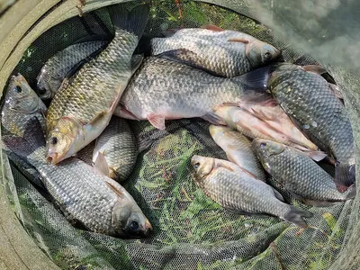 경북북부권 가을붕어낚시의 시작입니다 