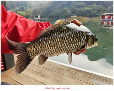 명서 39.5 cm..39 cm..대물 조황..