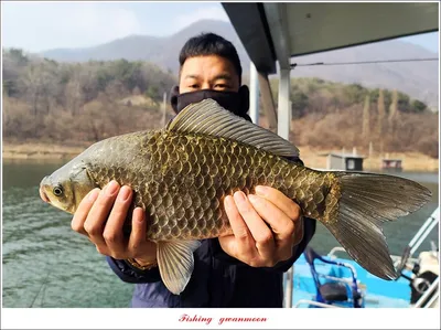 솔 45 cm  대물 조황..