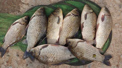 수초가삭아내리고 대물시즌 막바지 경북북부권~