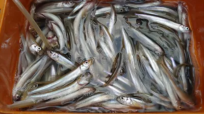 경북북부권 의성에서 빙어 얼음낚시와 붕어 얼음낚시가 시작~