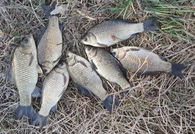 무료터 청미천 붕어소식