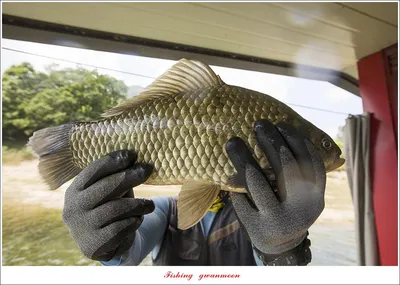 솔 4  짜 및 월척 조황..