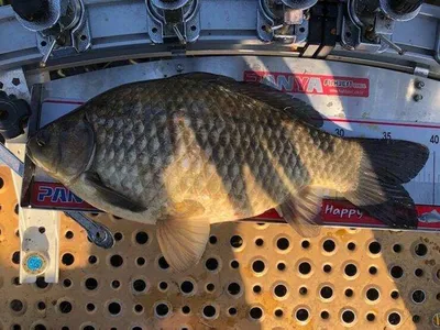 고삼지---노지의 대물들