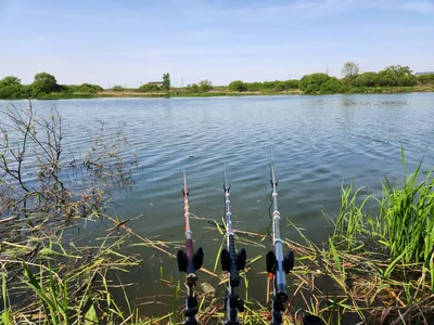 평택호 진위천 조황 소식