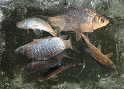 무료터와 사암지