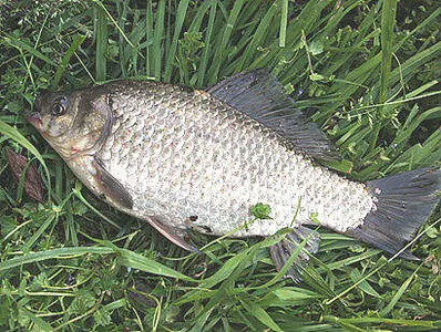 춘분-시즌을 맞는 봄붕어 소식 입니다.