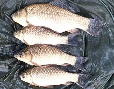 대구.경산권 조황안내-산란철 도래