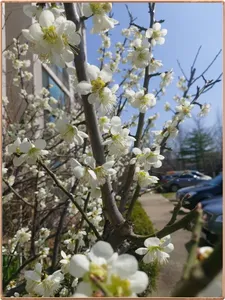 진위천 평택호 조황 