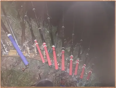 진위천 조황 소식