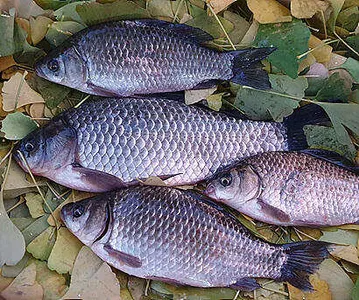 겨울시즌을 맞이 하면서.