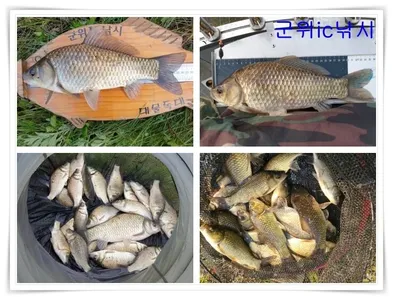 산속소류지 탐사독조와 소류지, 저수지권 최근조황~~