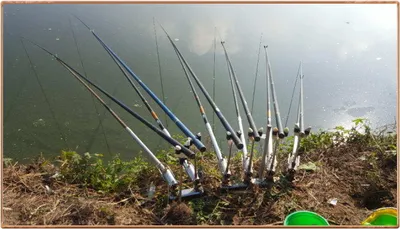 진위천  조황 소식