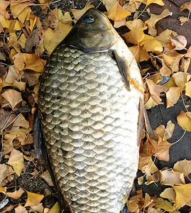 완연한 가을-경산권 저수지모습 입니다