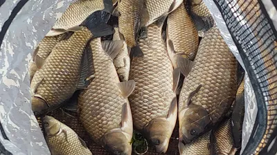  경북북부권 조황입니다