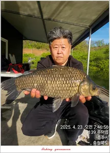 화곡지 49.8 cm..49 cm..49 cm..46,5 cm..용원지 호조황..