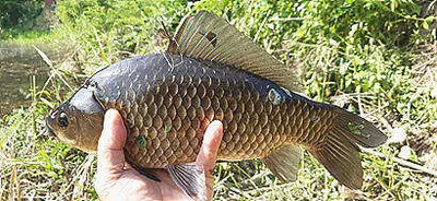 6월의 조황안내-비소식,붕어소식