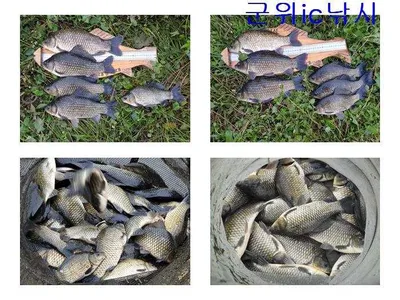 위천강 초대박과 가음지 오름수위 ~~