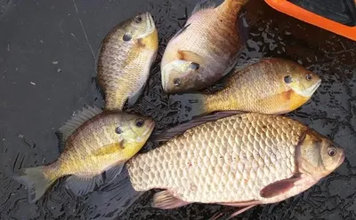 [고삼지] 빵좋은 붕어