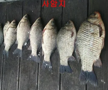 안흥수낚시 주변 낚시터 수요일 모습