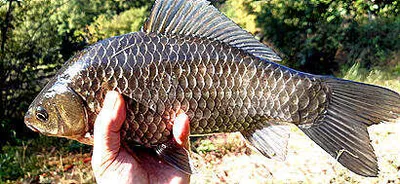 단풍의 계절-시월의 마지막주 조황안내 입니다.