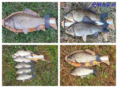 소류지 10월, 11월 대물조황보고와 막바지 물낚시 예고 ~~