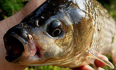 삼복더위의 시작-영천권 둘러보기