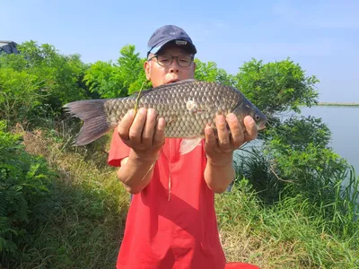 평택호 진위천 조황 소식