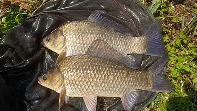 경북의성권 조황입니다 