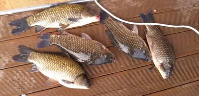 [고삼지] 4짜를 비롯한 대물들