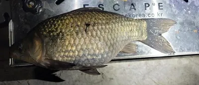 송전지--사람 좋은 좌대집들입니다