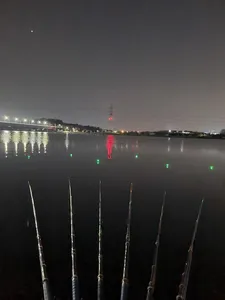 남양호 진위천 조황 소식