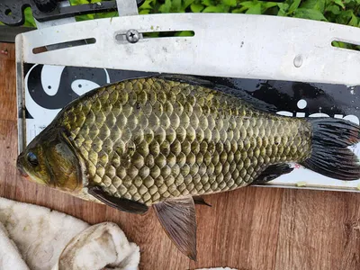 경북북부권 조황입니다 