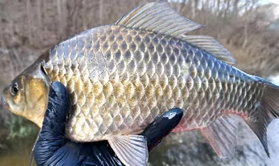 붕어의 계절에 드리는 조황안내 입니다.