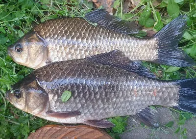 4월의 마지막 주에 드리는 조황안내