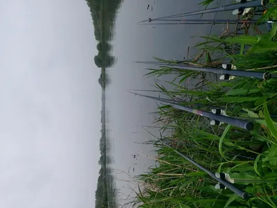 진위천 조황소식