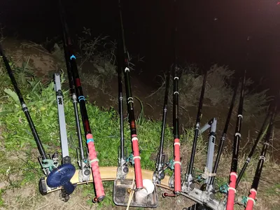 평택호 진위천 조황 소식