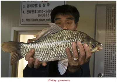 제일 낚시터 42 cm 대물 조황..