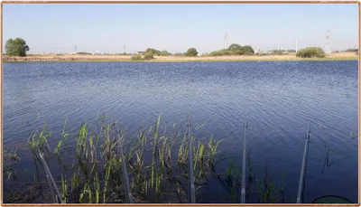 진위천 조황 소식