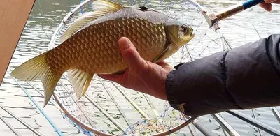 노지에서 대물들이 올라옵니다-고삼지