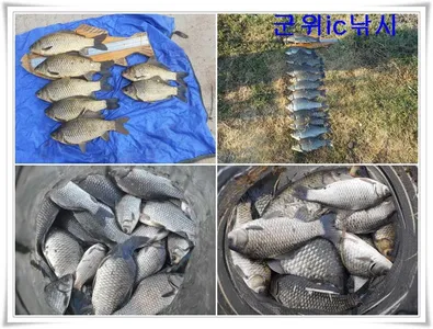 본격산란특수 대박조황 ~~