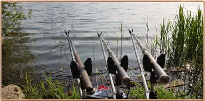 진위천 조황 소식