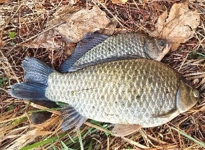 4월 중순에 드리는 경산권 소식 입니다.