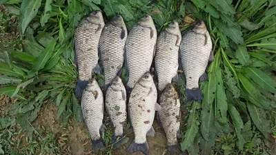 진위천 조황소식