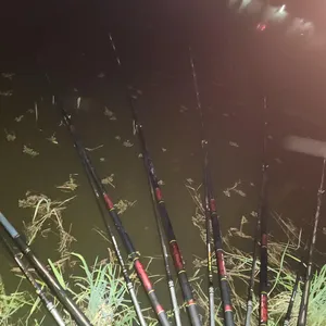 진위천 평택호 조황 