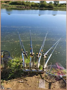  진위천 조황 소식